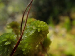 Sphagnum mendocinum