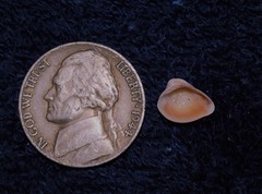 Anomalocardia cuneimeris