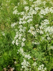 Anthriscus sylvestris