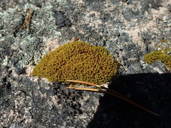 Hymenoloma crispulum