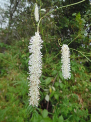 Sanguisorba parviflora