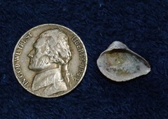 Anomalocardia cuneimeris