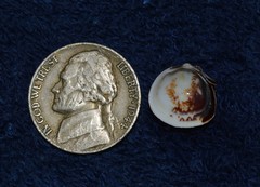 Laevicardium mortoni