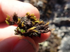 Grimmia ramondii