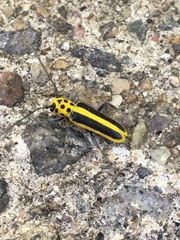 Saperda puncticollis