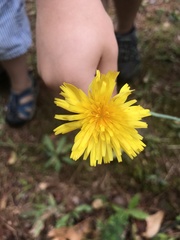 Krigia dandelion
