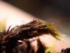 Grimmia ramondii