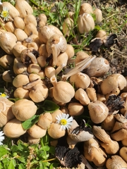 Coprinellus micaceus