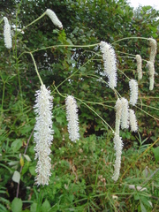 Sanguisorba parviflora