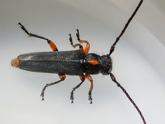 Phytoecia pustulata
