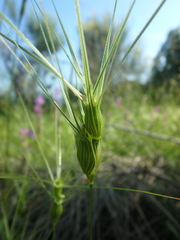Aegilops biuncialis