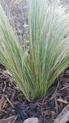 Nassella tenuissima