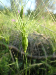 Aegilops biuncialis