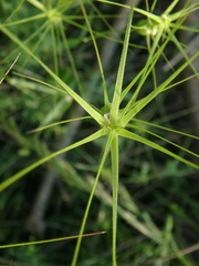 Aegilops biuncialis