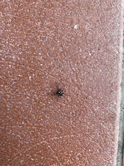 Pulchellodromus bistigma
