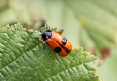 Clytra espanoli