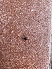 Pulchellodromus bistigma
