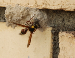 Delta unguiculatum