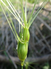 Aegilops biuncialis