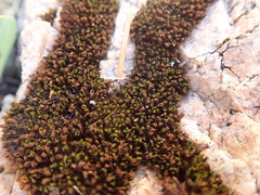 Schistidium maritimum