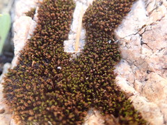 Schistidium maritimum