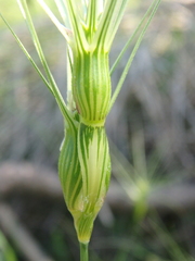 Aegilops biuncialis