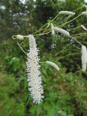 Sanguisorba parviflora