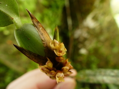 Maxillariinae