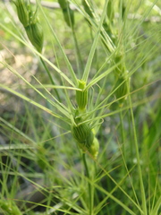 Aegilops biuncialis