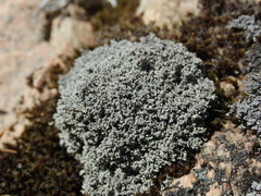Stereocaulon sterile