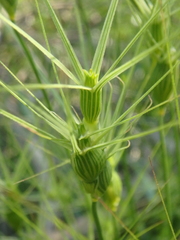 Aegilops biuncialis