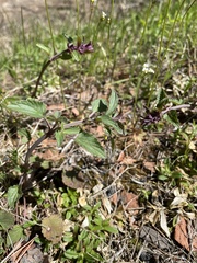 Dracocephalum nutans