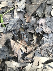 Rhagiini