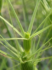 Aegilops biuncialis