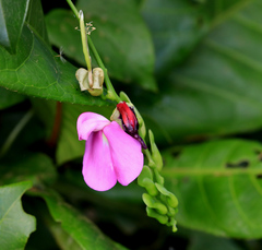 Canavalia bonariensis