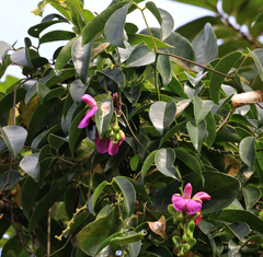 Canavalia bonariensis