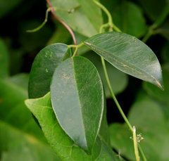 Canavalia bonariensis