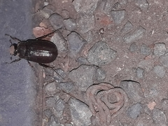 Coleoptera