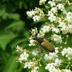 Trigonarthris