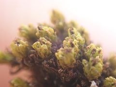 Plenogemma phyllantha