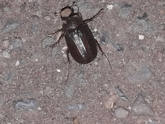Coleoptera