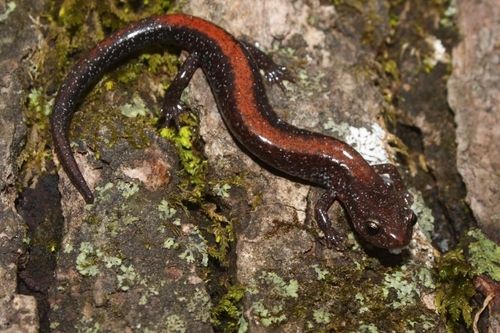 Southern Red-backed Salamander