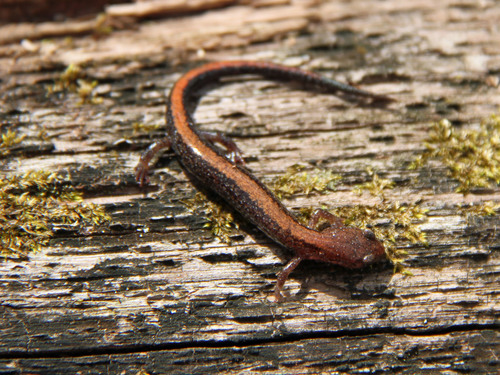 Southern Red-backed Salamander