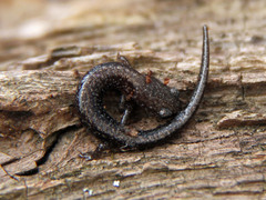 Southern Red-Backed Salamander photo 5