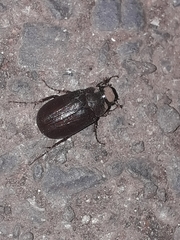 Coleoptera