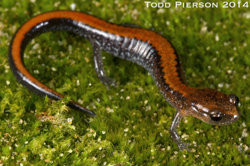 Southern Red-backed Salamander