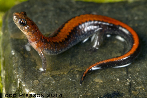 Southern Red-backed Salamander