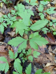 Xanthorhiza simplicissima