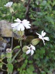 Microbotryum lychnidis-dioicae