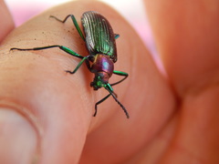 Strongylium auratum